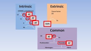 Fibrinolysis Thrombolysis and Anticoagulation [upl. by Anyt]