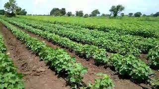 Drip irrigation in bt Cotton in the soil of medium black calcareous soils of Saurashtra region [upl. by Liam357]