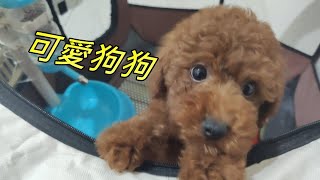 🐩毛小孩分享 貴賓狗 幼犬剛到新家的幼犬 2個月大 水汪汪的眼睛 歡迎訂閱陪她一起成長 [upl. by Pavia871]