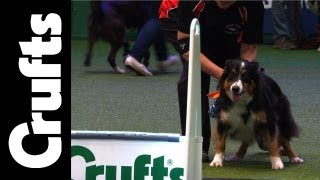 Flyball  Team Finals  Crufts 2012 [upl. by Nylime]