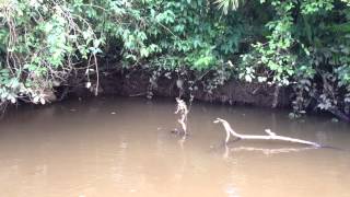 Green Basilisk Lizard walks on water [upl. by Ahsenev]