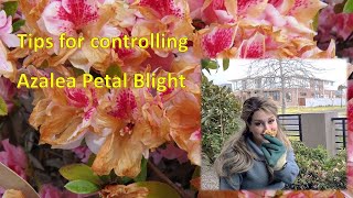 Tips for controlling Azalea Petal Blight [upl. by Brenk]