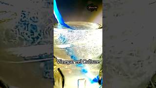 Vinegar eels Culture  தமிழ் [upl. by Isiah]