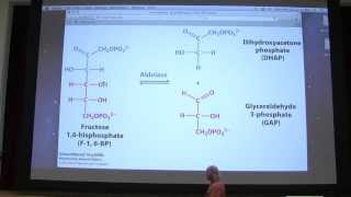 21 Kevin Aherns Biochemistry  Glycolysis I [upl. by Ysnat467]