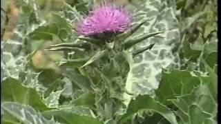 Edible amp Medicinal Herbs 2  Part 2 from herbaltransitionscom [upl. by Ragse903]