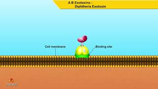 A B Exotoxins Diphtheria Exotoxin  Microbiology animations [upl. by Gaulin920]