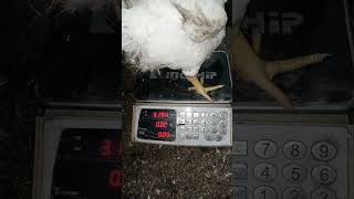 39 day stat viralvideo poultryfram chickenfarm poultry chickenfarmbusiness automobile [upl. by Esom]