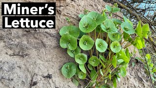 Miner’s Lettuce Winter Purslane Identification Claytonia perfoliata [upl. by Ahsekyt]