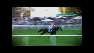 Black Caviar tribute [upl. by Camey]