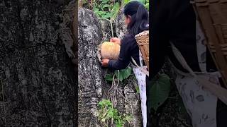 Tricks for getting sweet pumpkins out of stone pits [upl. by Meisel872]