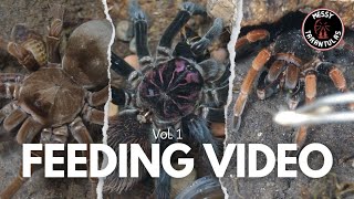 Tarantula Feeding vol 1 [upl. by Huldah]