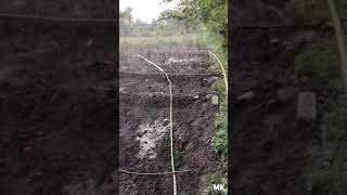 Onion Seed Sowing Broadcast Seeds  Row Planting Drip irrigation a nobrainer for onion growers [upl. by Illib219]