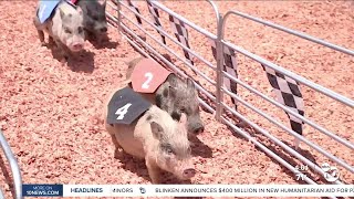 Exploring the San Diego County Fair [upl. by Mcnally]