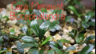 BUDIDAYA BUCEPHALANDRA DAUN DARAT  Merawat Bucephalandra sistem Emersed Aquascape [upl. by Yelrahs840]