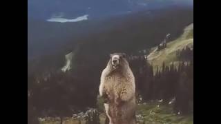 Marmot Scream [upl. by Duyne612]