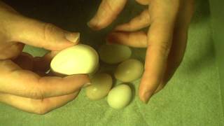 Fertile Serama Eggs amp Why They Dont Always Hatch [upl. by Cly]