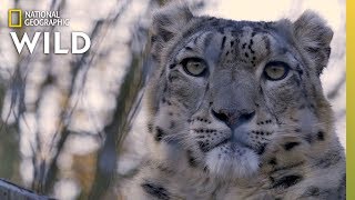 Snow Leopards 101  Nat Geo Wild [upl. by Aniehs]