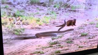 Mongoose vs cobra [upl. by Scuram]