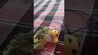 Budgie talking Hindi and english [upl. by Ytsirhc]