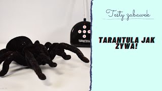 ZDALNIE STEROWANY PAJÄ„K TARANTULA Recenzja jak z horroru [upl. by Lonergan]