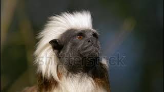 Cottontop tamarin [upl. by Iveksarap321]