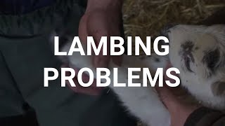 Lambing problems [upl. by Olracnaig]