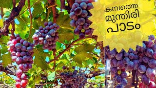 Grape farm at Cumbum NofasWorld [upl. by Gant314]