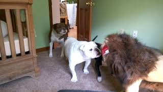 Brave English bulldog Sir Wellington fights lion Super funny [upl. by Cuthbertson]