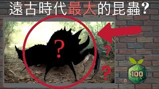 遠古時代最大的昆蟲，是什麼？ [upl. by Geoffry]