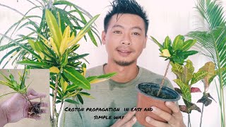 How To Grow Croton Plant from Cuttings [upl. by Cesya]