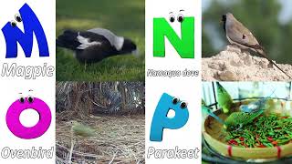 Birds Abc Phonemes  Birds Song for Kids  ABC Song for Kids  Song for Kids [upl. by Morville]