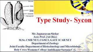 Types Study  Sycon । crown sponge। phylum porifera। ostia । phylum porifera bsc 1st year [upl. by Lazes]