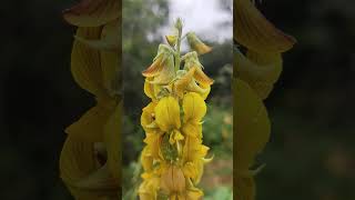 Crotalaria pallida [upl. by Katheryn650]