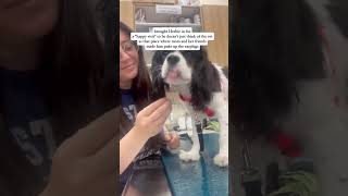 Have you ever brought your dog in to the vet for a happy visit 😁 [upl. by Udele]