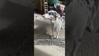 Videos Graciosos😂 shortvideo memes humor memes viralreels viralvideo cute fannyvideo viral [upl. by Fulbert]