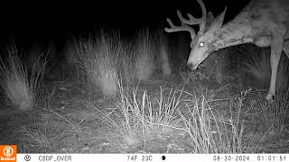 Mule deer buck at the Oracle Road wildlife crossing bridge [upl. by Nnelg]