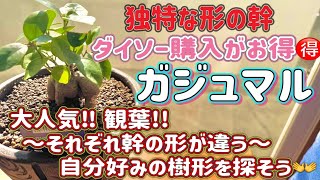 【ダイソー 観葉植物 ガジュマル】100均で大人気観葉植物のガジュマルを発見！ダイソーで買えるのは激アツ！幹のかたちがそれそれ違って自分好みの樹形を選ぶのに大苦戦、、豪華に植え替えしていくぞ [upl. by Joao]