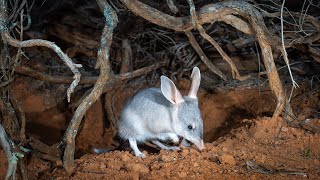 Safeguard the future of Australias iconic Bilby with AWC [upl. by Herates113]