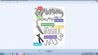 De la ADN la cromozomi [upl. by Lebaron320]