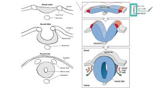 CNS Embryology [upl. by Milena871]