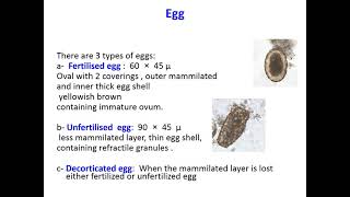 Introduction to nematodes Ascaris Enterobius Year1 Sem2 [upl. by Valaria109]