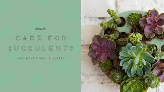 How to care for succulents amp make a succulent wall planter [upl. by Hutchison]