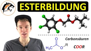 ESTERBILDUNG – Reaktionsmechanismus  Saure Esterhydrolyse  Chemie Tutorial [upl. by Hazelton]