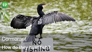 How do cormorants hunt fish  CORMORANT CAN DIVE UP TO 45 METERS  150 FEET [upl. by Kelby]