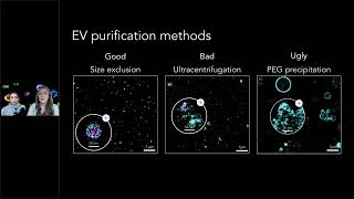 Preparing Intact EV Samples for SuperResolution Imaging [upl. by Enitsud830]