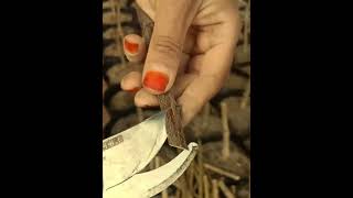 Achieve Perfect Grafts Every Time grafting nature graft satisfying plants gardening diy [upl. by Chiou922]