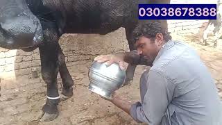 watch piure Nili buffalo for sale in Punjab Pakistan on YouTube210202403038678388 [upl. by Zacarias964]