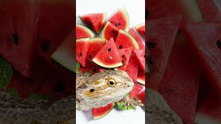 Can Bearded Dragons Eat Watermelon animals gragons [upl. by Tsnre]