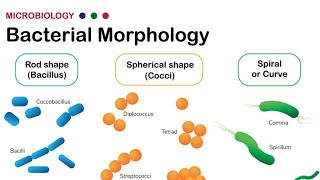 Morphology of Bacteria  Structural forms of Bacteria Spirilla Bacilli and Cocci [upl. by Pelpel363]