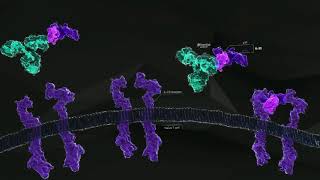 How Tremfya guselkumab Works in Plaque Psoriasis [upl. by Anbul436]